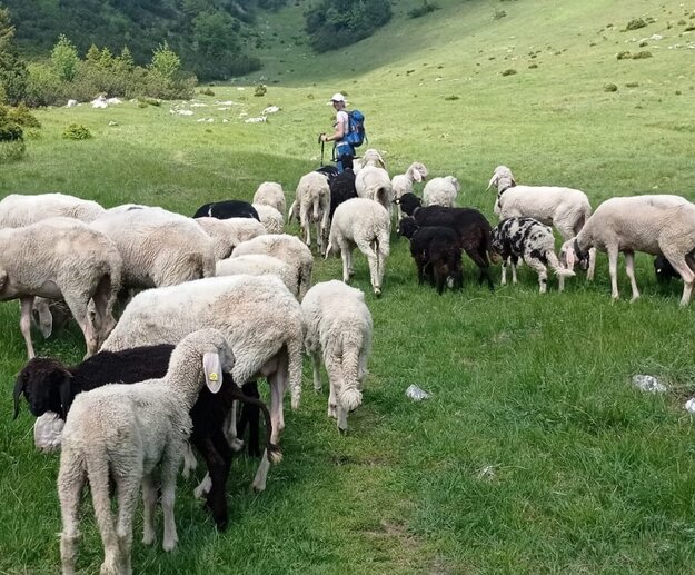 Das Bild zeigt eine Herde Schafe auf einer Weide