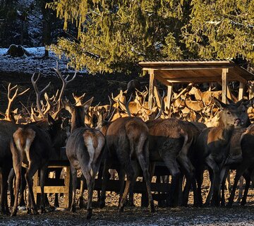 Auf dem Bild ist ein Rudel Hirsche von hinten an der Futterstelle bei der Rotwildfütterung zu sehen