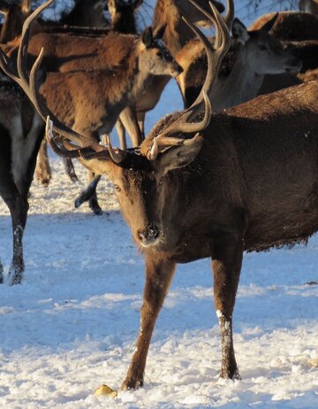 https://www.schwangau.de/aktuelles/veranstaltungen#/veranstaltungen/VIT/44463da0-3f13-4971-92ca-bc62adfbcec1/wildfuetterung