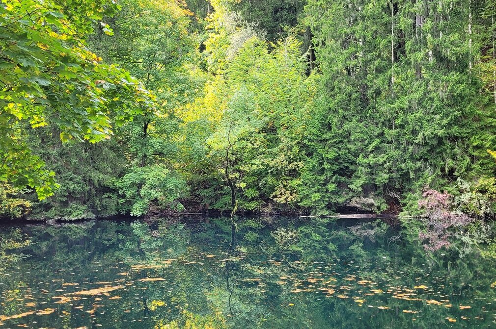 Man blickt auf einen kleinen See, dessen Wasseroberfläche das ganze Bild einnimmt. Das steile Ufer ist vollständig gesäumt von hohen Bäumen. Auf der Wasseroberfläche schwimmen Blätter und Laub. Die Sonne scheint. 