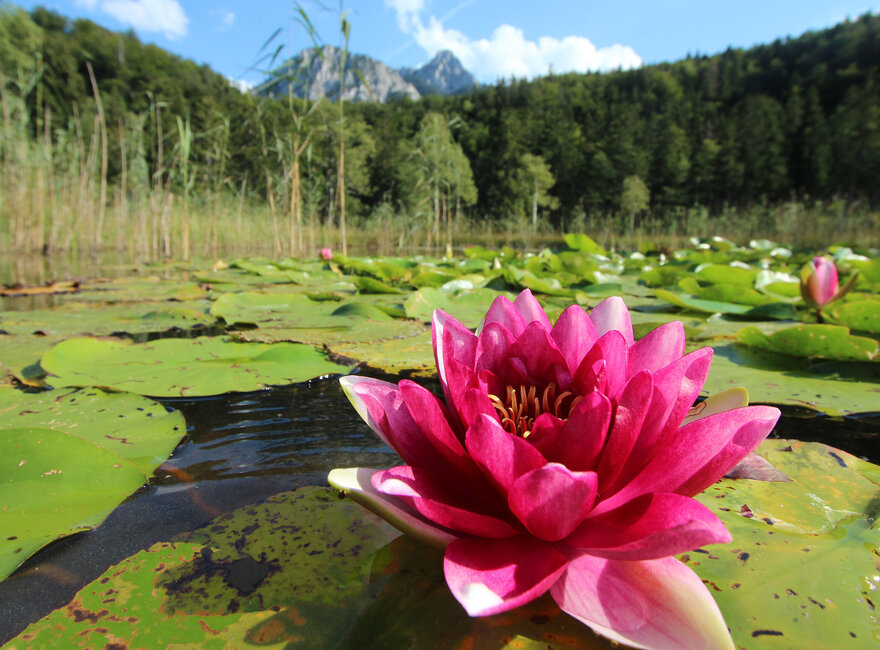 Das Bild zeigt eine Seerose