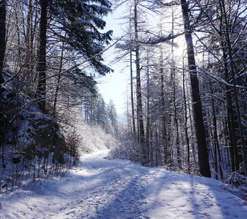 Auf dem Bild ist ein Waldweg mit Fußspuren in einem schneebedeckten Wald zu sehen
