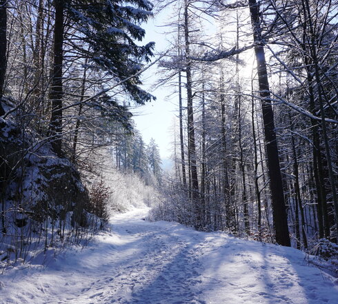 Auf dem Bild ist ein Waldweg mit Fußspuren in einem schneebedeckten Wald zu sehen