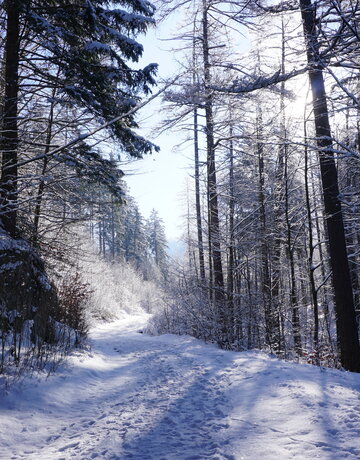 Auf dem Bild ist ein Waldweg mit Fußspuren in einem schneebedeckten Wald zu sehen