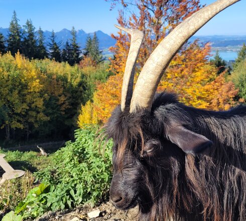 Das Bild zeigt den Ausblick von der Buchenbergalm. mit vielen Bäumen, Bergen und einem See im Hintegrund sowie einem Ziegenbock im Vordergrund.