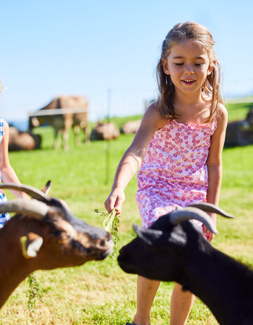 Das Bild zeigt eine ansprechende Szene von zwei jungen Mädchen, die mit zwei Ziegen in einer grünen Wiese interagieren. Das Mädchen auf der linken Seite, das ein blau-weiß gestreiftes Kleid trägt, hält einem der Ziegen ein Stück Gras hin. Die Ziege mit ihren charakteristischen gebogenen Hörnern streckt eifrig ihre Zunge aus, um die Leckerei zu ergattern. Die Ziege auf der rechten Seite, die ein pinkfarbenes Kleid trägt, füttert auch das andere Tier. Beide Ziegen sind schwarz mit weißen Flecken auf ihren Gesichtern. Im Hintergrund sind mehrere andere Ziegen zu sehen, die friedlich grasen. Die Wiese ist üppig und grün, was eine idyllische Kulisse für diese charmante Interaktion zwischen Menschen und Tieren bildet.
