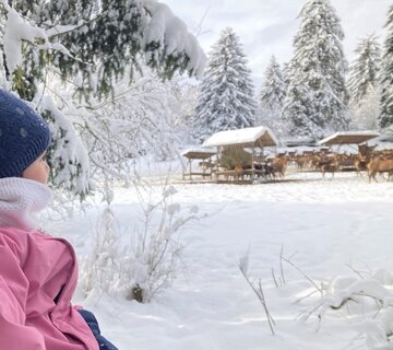 Das Bild fängt eine friedliche Winterlandschaft ein. Im Vordergrund ist ein Kind zu sehen, das einen pinken Mantel und einen blauen Hut trägt. Das Kind steht auf einem schneebedeckten Boden, in der Ferne ist ein hölzerner Zaun zu erkennen. Das Kind scheint sich in Richtung des rechten Bildrandes zu orientieren.  Im Hintergrund ist ein schneebedecktes Feld zu sehen, auf dem eine Gruppe von Kühen zu sehen ist. Die Kühe sind über das Feld verstreut, einige stehen, andere liegen. Das Feld wird von Bäumen umgeben, die ebenfalls mit Schnee bedeckt sind. Der Himmel ist bedeckt, was auf einen kalten und schneereichen Tag hindeutet. Die gesamte Szene vermittelt ein Gefühl der Ruhe und Schönheit der Natur in der Winterzeit.