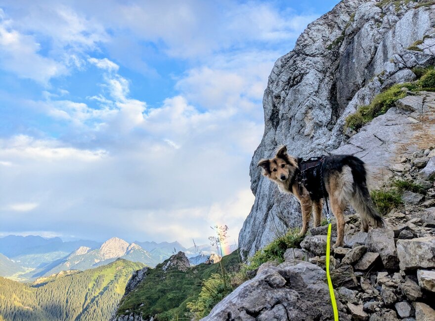 Das Bild zeigt einen angeleinten Hund im Gebirge