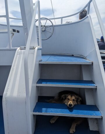 Das Bild zeigt eine blaue Treppe auf einem Schiff. Dahinter sitzt ein Hund der durch die Treppenstufen blickt.