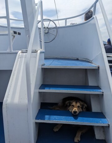 Das Bild zeigt eine blaue Treppe auf einem Schiff. Dahinter sitzt ein Hund der durch die Treppenstufen blickt.