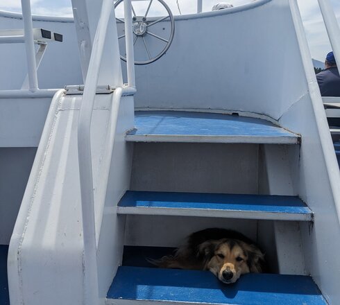 Das Bild zeigt eine blaue Treppe auf einem Schiff. Dahinter sitzt ein Hund der durch die Treppenstufen blickt.