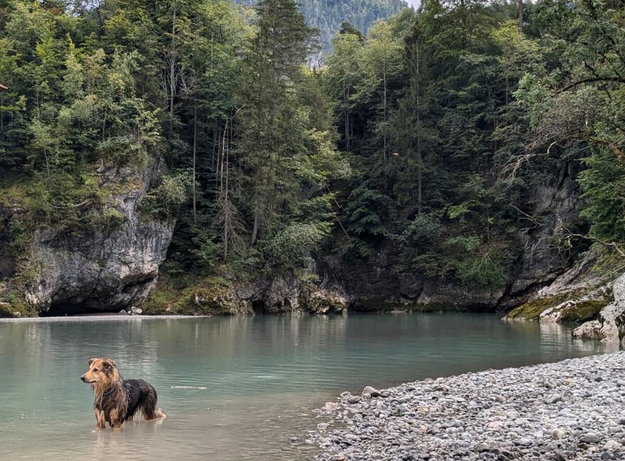 Das Bild zeigt einen Hund, der im Wasser eines Flusses steht.