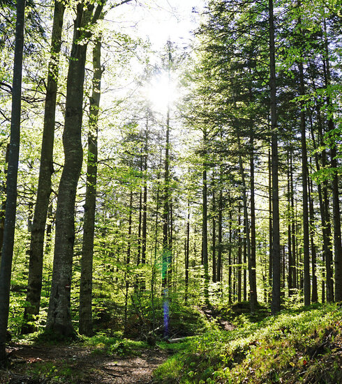 Man blickt durch einen dichten Laubwald mit frischem grünen Laub. Die Sonne scheint durch die Zweige und Äste der Bäume und taucht die Szenerie in ein warmes Licht. 