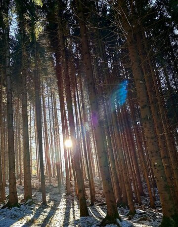 Die Wimntersonne scheint durch Fichten in einem Wald, in dem wenige Zentimeter Schnee liegen. 