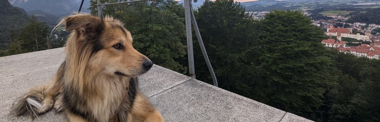 Das Bild zeigt einen Hund der auf einer Aussichtsplattform liegt. Im Hintergrund ist eine schöne Landschaft in Abendstimmung und eine Stadt zu sehen.