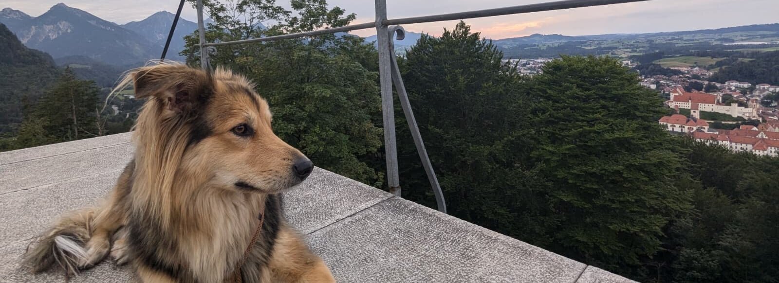 Das Bild zeigt einen Hund der auf einer Aussichtsplattform liegt. Im Hintergrund ist eine schöne Landschaft in Abendstimmung und eine Stadt zu sehen.