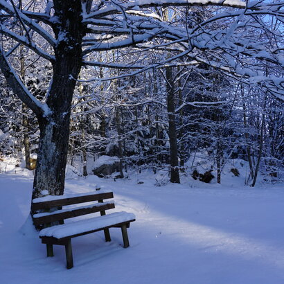 Auf dem Bild ist eine mit Schnee bedeckte Sitzbank in einem Winterwald zu sehen