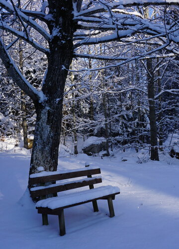 Auf dem Bild ist eine mit Schnee bedeckte Sitzbank in einem Winterwald zu sehen