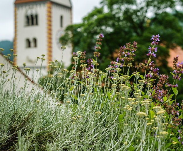 Das Bild zeigt ein üppiges Bett des Terrassengartens im Hohen Schloss mit wilden Blumen und Kräutern, deren lebhafte Farben sich vom dunkelgrünen Laub der Bäume im Hintergrund abheben. Ebenfalls im Hintergrund erhebt sich der barocke Glockenturm des Benediktinerklosters St. Mang. 