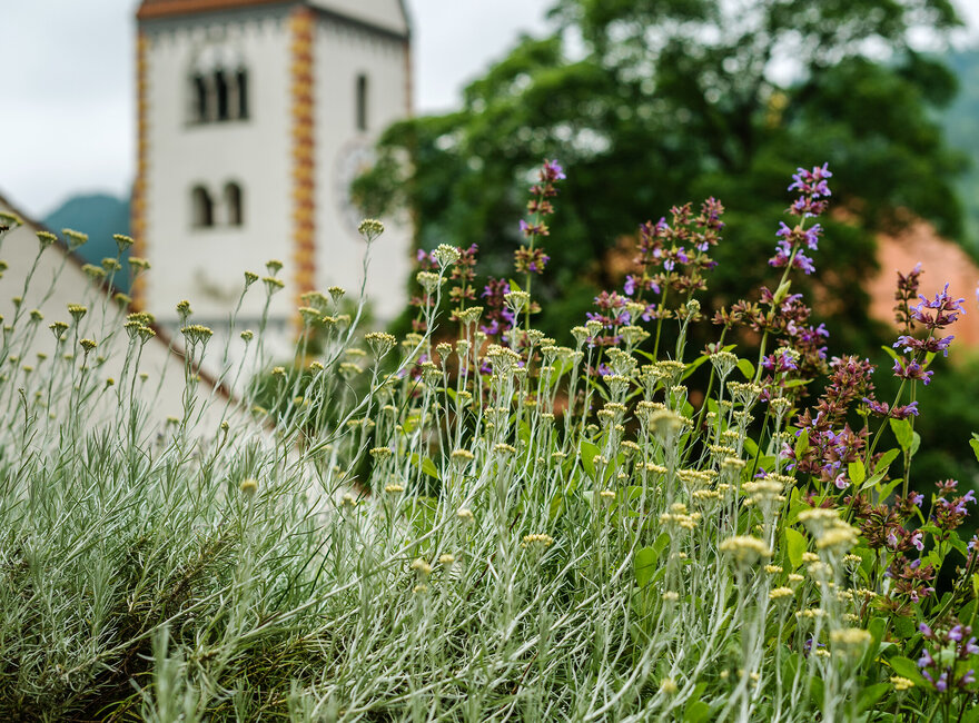 Das Bild zeigt ein üppiges Bett des Terrassengartens im Hohen Schloss mit wilden Blumen und Kräutern, deren lebhafte Farben sich vom dunkelgrünen Laub der Bäume im Hintergrund abheben. Ebenfalls im Hintergrund erhebt sich der barocke Glockenturm des Benediktinerklosters St. Mang. 