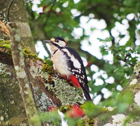 Ein Buntspecht sitzt an einem Baum, im Vordergrund sind einige Vogelbeeren zu sehen, die Stimmung ist frühlingshaft