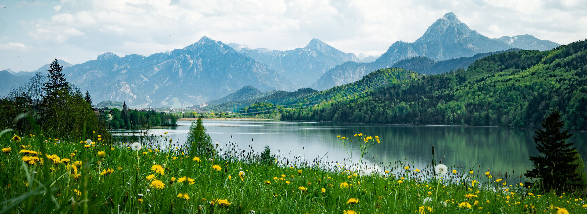 Blick auf den Weißensee bei Füssen inmitten von Löwenzahnwiesen.