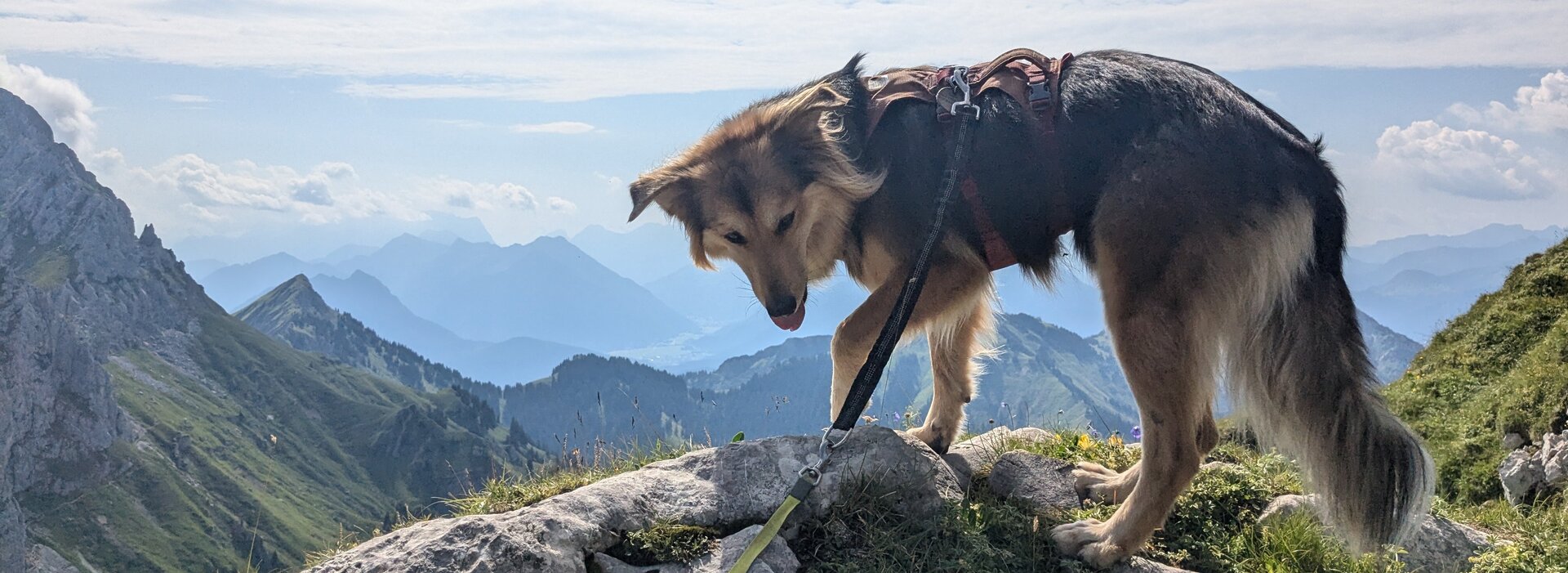 Das Bild zeigt einen Hund der an einer Leine auf einem Berg steht.