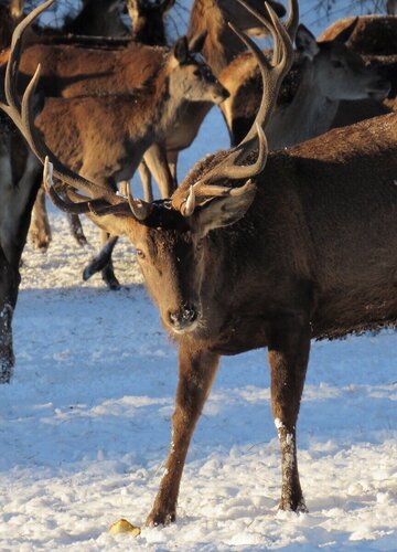 Auf dem Bild ist ein Hirsch auf Schnee bei der Rotwildfütterung in Schwangau zu sehen