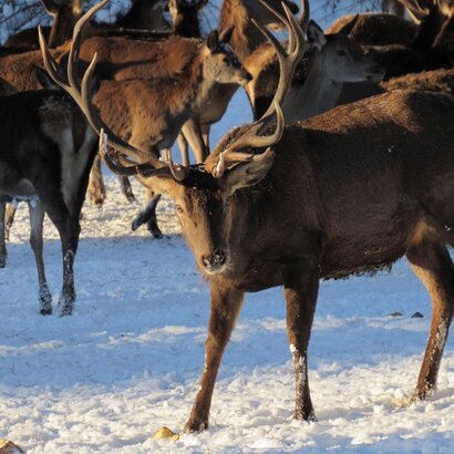 Auf dem Bild ist ein Hirsch auf Schnee bei der Rotwildfütterung in Schwangau zu sehen