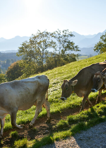Das Bild fängt eine ruhige ländliche Szene ein, die eine Herde von Kühen zeigt, die gemütlich auf einem Schotterweg laufen. Die Kühe, die in Schattierungen von Braun und Weiß variieren, sind über den Rahmen verteilt, einige sind der Kamera näher und andere weiter entfernt. Sie bewegen sich alle in dieselbe Richtung, was das Gefühl von Einheit und Zweck vermittelt. Der Weg, auf dem sie gehen, ist von üppigem Grün umgeben, was der Szene einen Hauch von Naturs Vitalität verleiht. In der Ferne erstreckt sich ein majestätischer Gebirgszug über den Horizont, der den pastoralen Ort zu einem beeindruckenden Hintergrund macht. Der Himmel darüber ist ein klarer blauer Himmel, der von Wolken befreit, die Gesamtstimmung der Szene zusätzlich verstärkt.