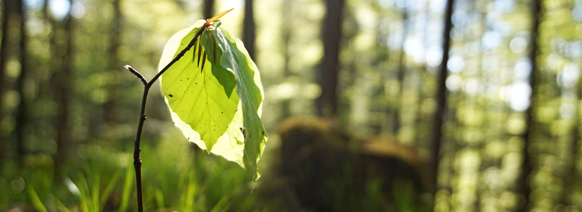 Das Bild zeigt den trieb einer jungen Buche, an deren Spitze ein paar hellgrüne Blätter austreiben. Im Hintergrund ist unscharf sattes Grün eines lichtdurchflutenden Waldes zu erkennen.