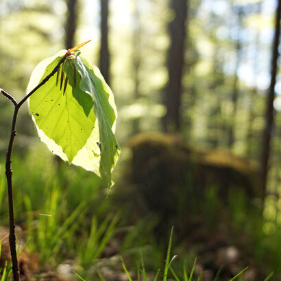Das Bild zeigt den trieb einer jungen Buche, an deren Spitze ein paar hellgrüne Blätter austreiben. Im Hintergrund ist unscharf sattes Grün eines lichtdurchflutenden Waldes zu erkennen.