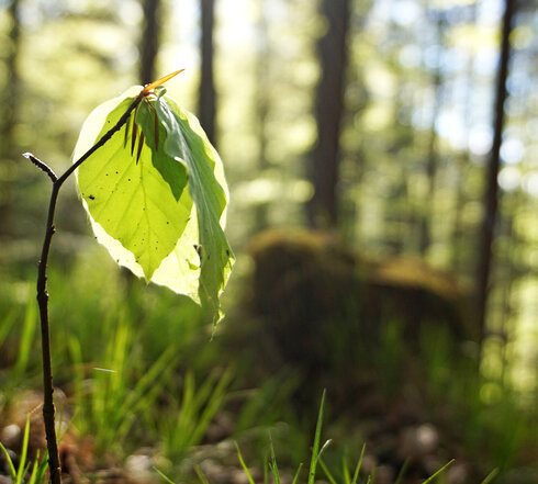 Das Bild zeigt den trieb einer jungen Buche, an deren Spitze ein paar hellgrüne Blätter austreiben. Im Hintergrund ist unscharf sattes Grün eines lichtdurchflutenden Waldes zu erkennen.