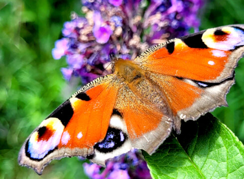 Farbenprächtiger Schmetterling auf einem Blatt.
