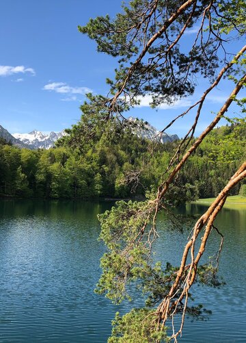 Das Bild zeigt eine friedliche Landschaft am Ufer eines Sees. Hierbei handelt es ich um den tiefblauen Alatsee, der von einem üppigen Wald umgeben ist. Die Wasseroberfläche ist ruhig, sie spiegelt die umgebende Grünfläche wider. Auf der rechten Seite des Bildes steht ein großer Nadelbaum, der schief in das Bild hineinragt. Seine Äste reichen in die Bildmitte. In der Ferne erheben sich majestätisch hohe Berge gegen den klaren blauen Himmel, sie verleihen der Szene Tiefe und Maßstab. 