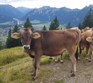 Das Bild zeigt eine Herde Rinder auf einer Weide