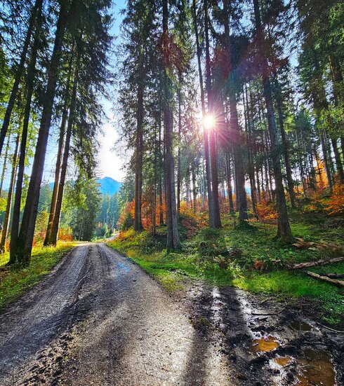 Auf dem Bild sieht man einen Waldweg. Links und rechts vom Weg sind hohe Bäume durch die die Sonne scheint.