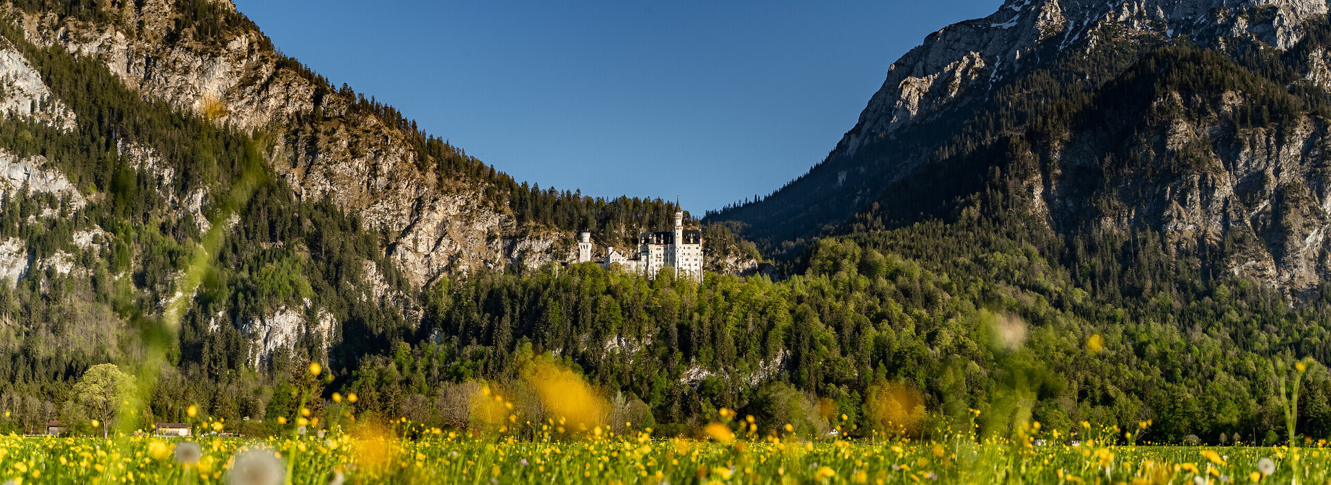 Das Bild zeigt eine atemberaubende Landschaft mit dem Schloss Neuschwanstein, die sich in den Bergen eingebettet. Die Burg Neuschwanstein ist von einem Feld voller gelber Blumen umgeben, was ein idyllisches Bild schafft.