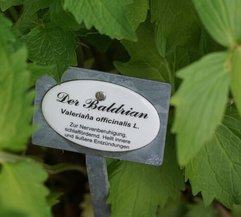 Das Bild zeigt ein ovales Emailschild auf dem „Der Baldrian, Valeriana officinalis L., Zur Nervenberuhigung, schlaffördernd. Heilt innere und äußere Entzündungen“ zu lesen ist. Das Schild ist auf einer Metallhalterung befestigt und steckt in einem Beet. Um das Schild herum sind grüne Blätter in unterschiedlichen Grüntönen zu sehen, die dich an dicht wachsen. Die Blätter füllen das ganze Foto aus.