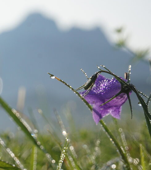 Die Aufnahme zeigt eine friedliche Szene eines violetten Blütenblattes einer Glockenblume, welches aufrecht in einem Feld von grünem Gras steht. Die Blume, deren empfindliche Blütenblätter von Tautropfen verziert werden, verleiht dem Szenario einen Hauch von Frische. Der Hintergrund besteht aus einem klaren blauen Himmel und einem majestätischen Berg, dem Säuling. 