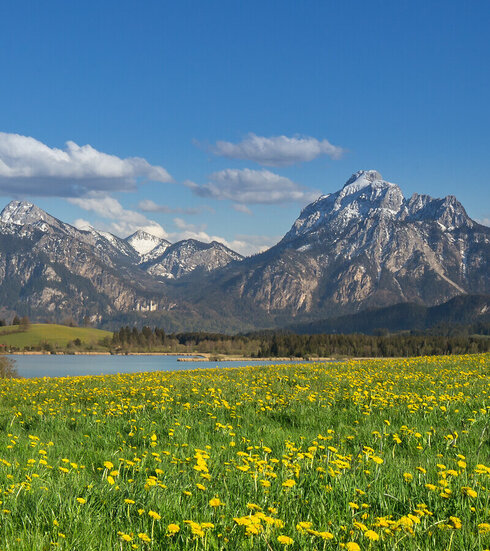 Das Bild zeigt eine grüne Wiese, auf der unzählige gelbe Löwenzahlblüten blühen. Im Hintergrund erhebt sich die Alpenkette. Die Berggipfel sind schneebedeckt. Vor den Bergen ist in einer Senke ein blauer See zu sehen, an dessen Ufer viele Häuser mit roten Dächern stehen. Der Himmel ist blau mit wenigen weißen Schäfchenwolken durchzogen. Die Sonne scheint. 