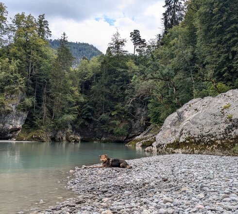 Das Bild zeigt einen Hund der auf einer Kiesbank an einem Bachlauf liegt.