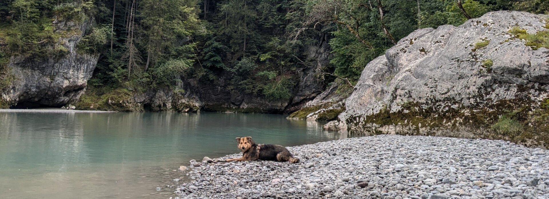 Das Bild zeigt einen Hund der auf einer Kiesbank an einem Bachlauf liegt.