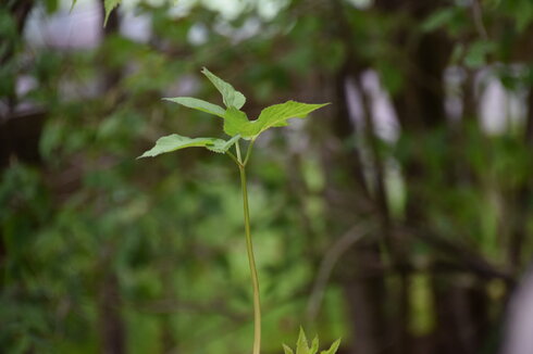 Das Bild zeigt eine zierliche Pflanze, an deren Spitze ein paar hellgrüne Blätter austreiben. Im Hintergrund ist unscharf tiefes, sattes Grün eines Waldes zu erkennen.