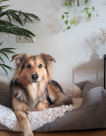 Das Bild zeigt einen Hund in einem Hundebett.