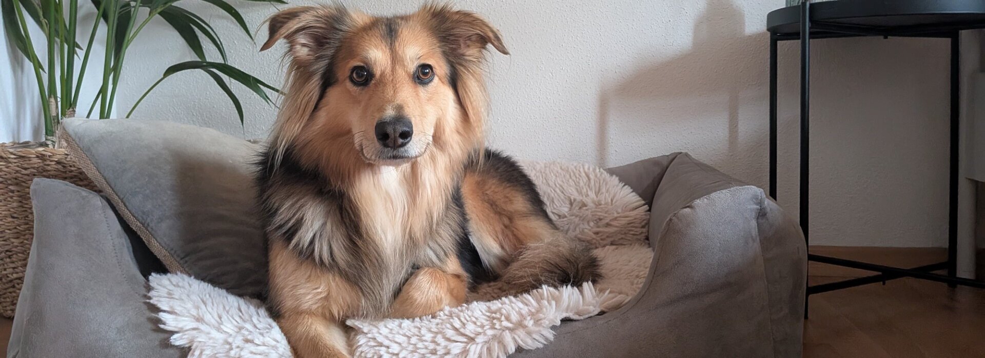 Das Bild zeigt einen Hund in einem Hundebett.