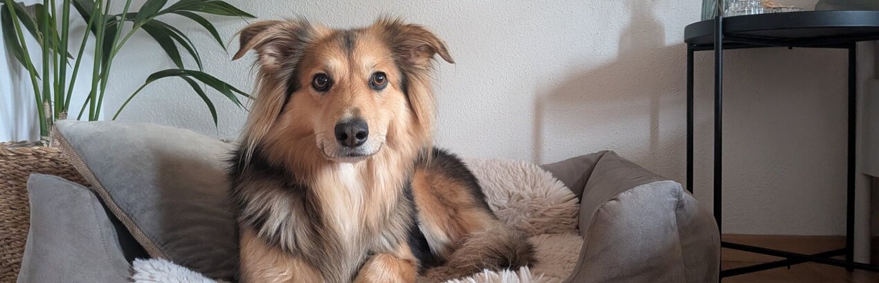 Das Bild zeigt einen Hund in einem Hundebett.