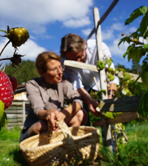 Das Bild zeigt einen Mann und eine Frau, die eine Pflanze in einem Garten betrachten. Die Frau ist in die Hocke gegangen, der Mann bückt sich. Um sie herum wachsen hohe Himbeerstauden mit roten Früchten. Der Himmel ist blau. Die Sonne scheint. 