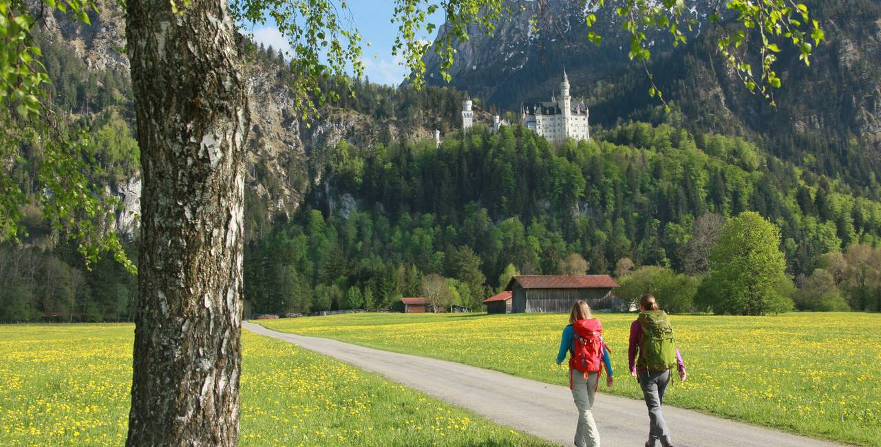 Wandern neben Löwenzahnwiesen im Schlosspark mit Blick auf Schloss Neuschwanstein