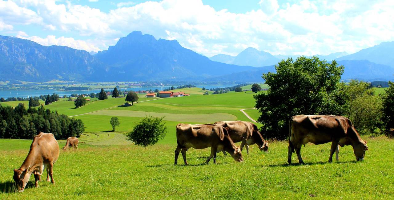 Grasende Kühe auf einer grünen Weide vor dem Forggensee